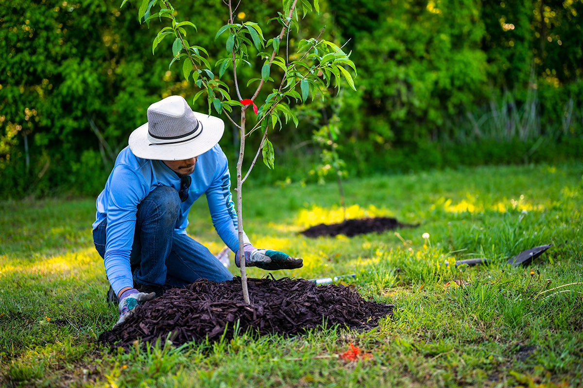 tree planting and environmental action my organic zone blog