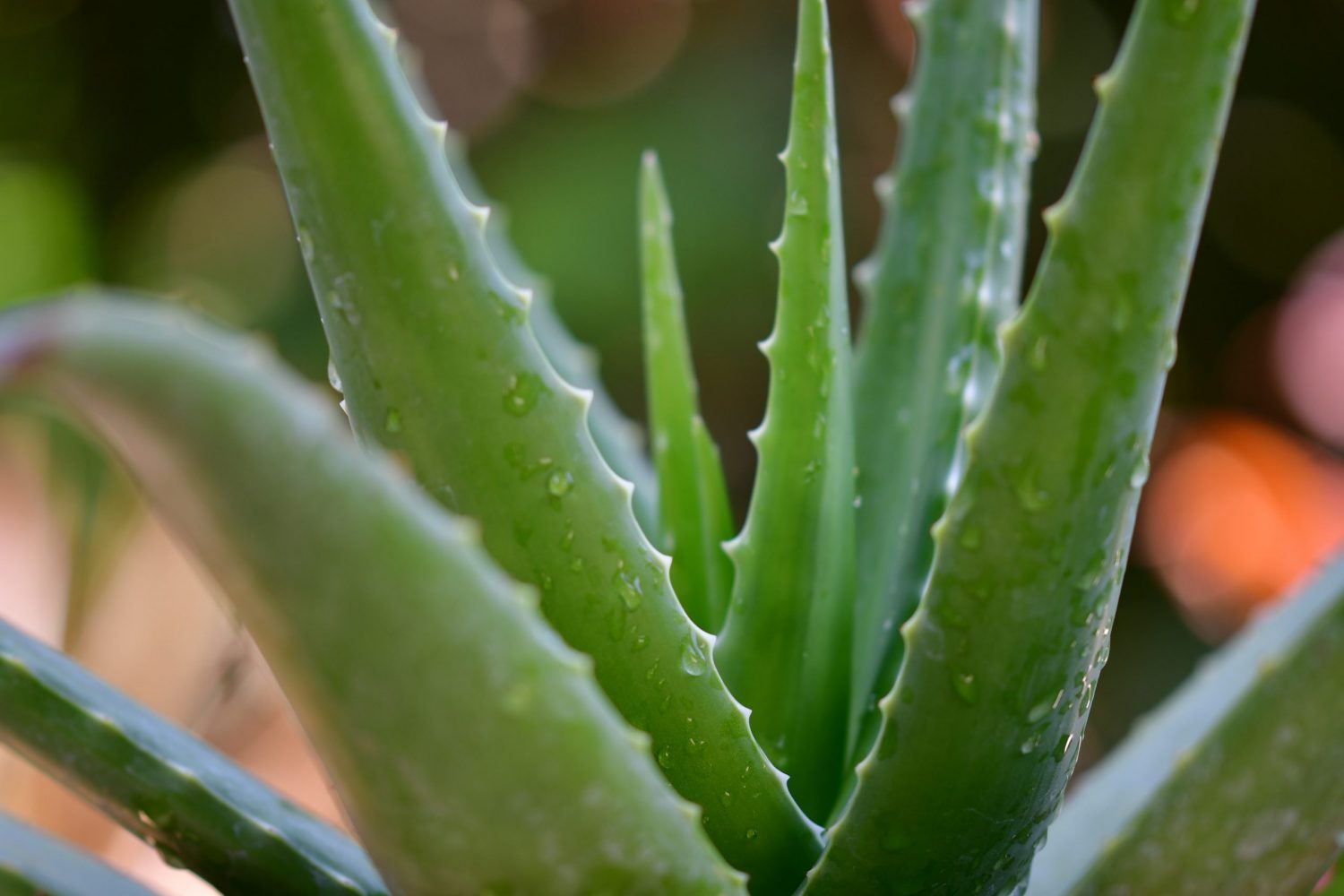 The Benefits of Aloe Vera for Skin: From Soothing Burns to Treating Cold Sores
