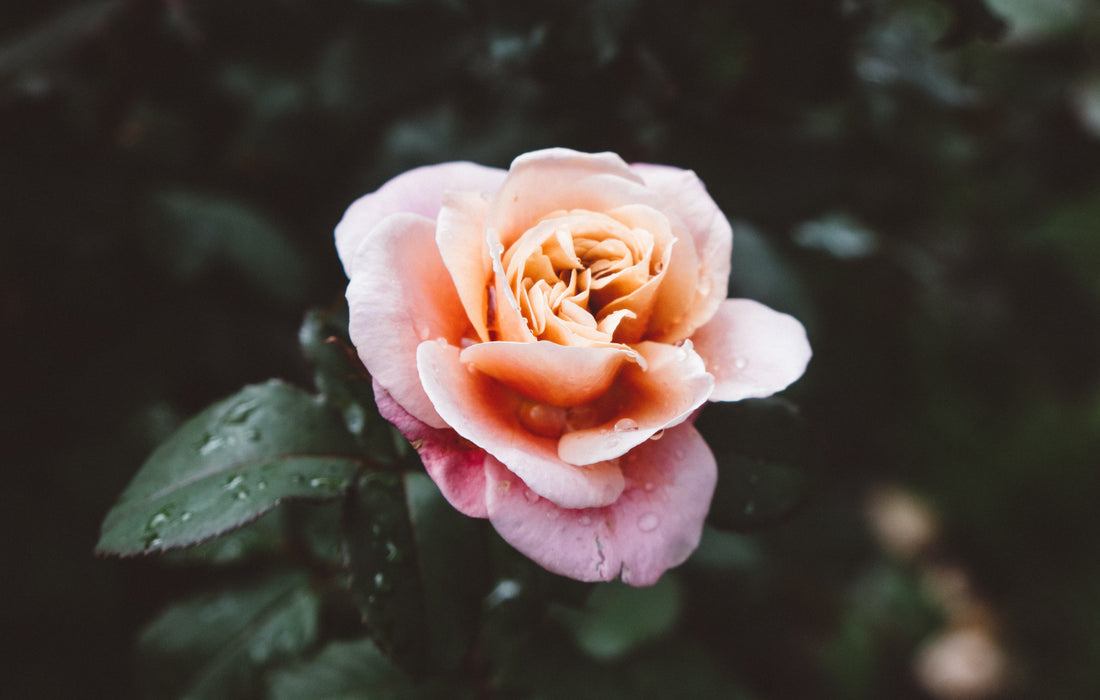 The Benefits of Rose Water for Skin and Hair: From Reducing Redness to Boosting Shine