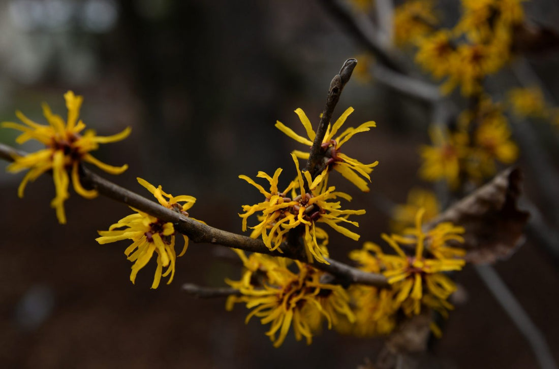 The Benefits of Witch Hazel for Skin: From Tightening Pores to Soothing Sores